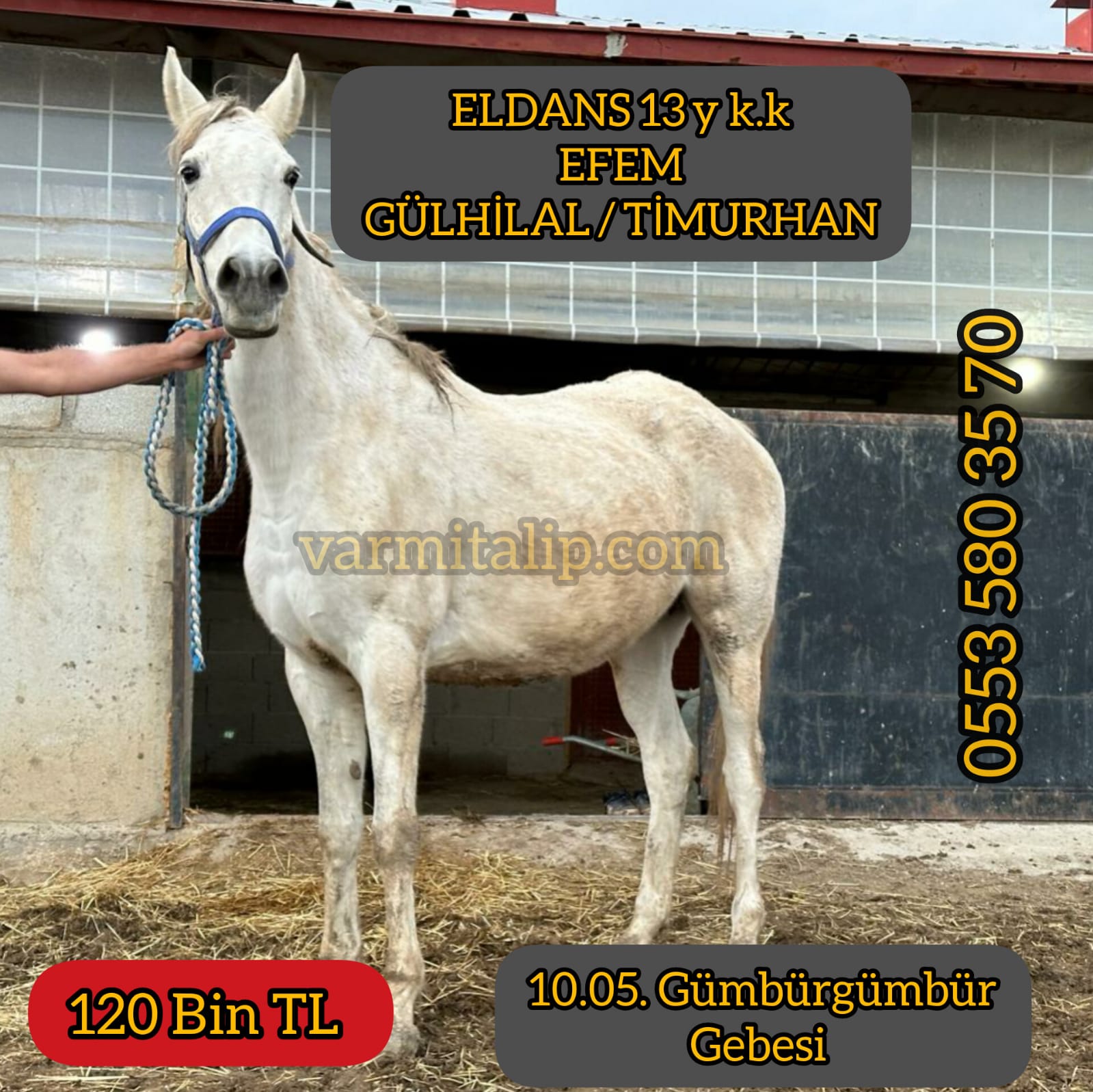 GÜMBÜRGÜMBÜR  VE KAYAYÜREKLİ GEBESİ KISRAKLAR
